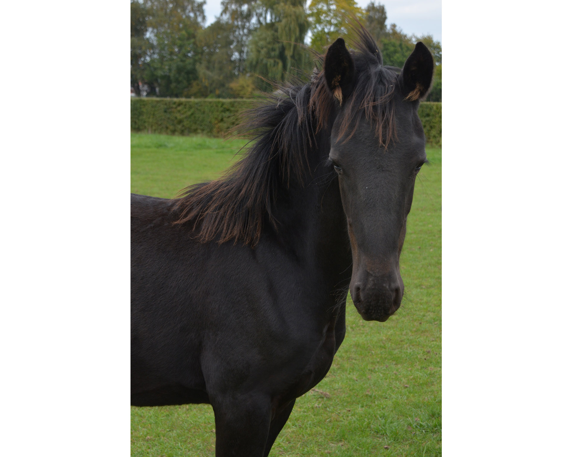 Paarden te koop