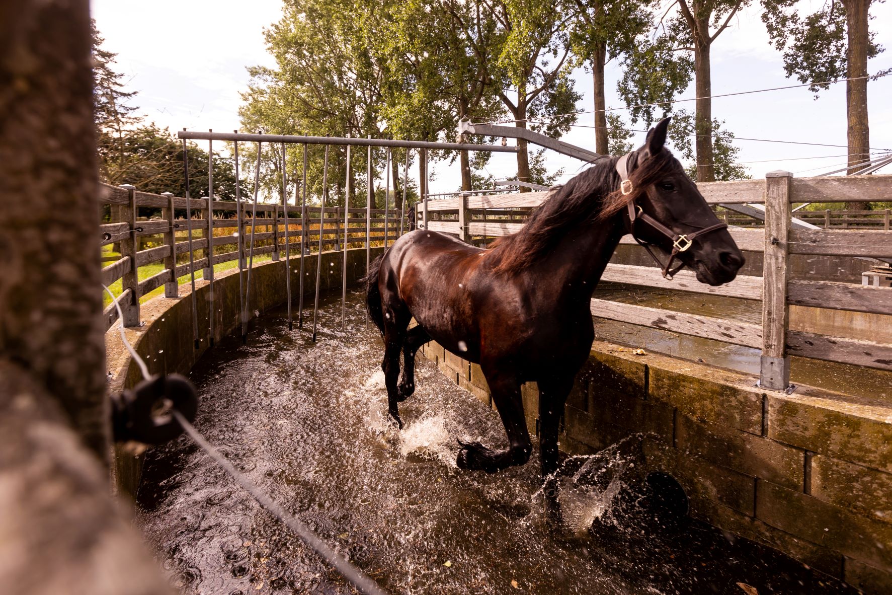 Hippische producten